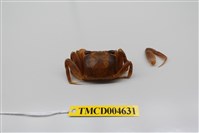 藏品(斯氏沙蟹)的圖片